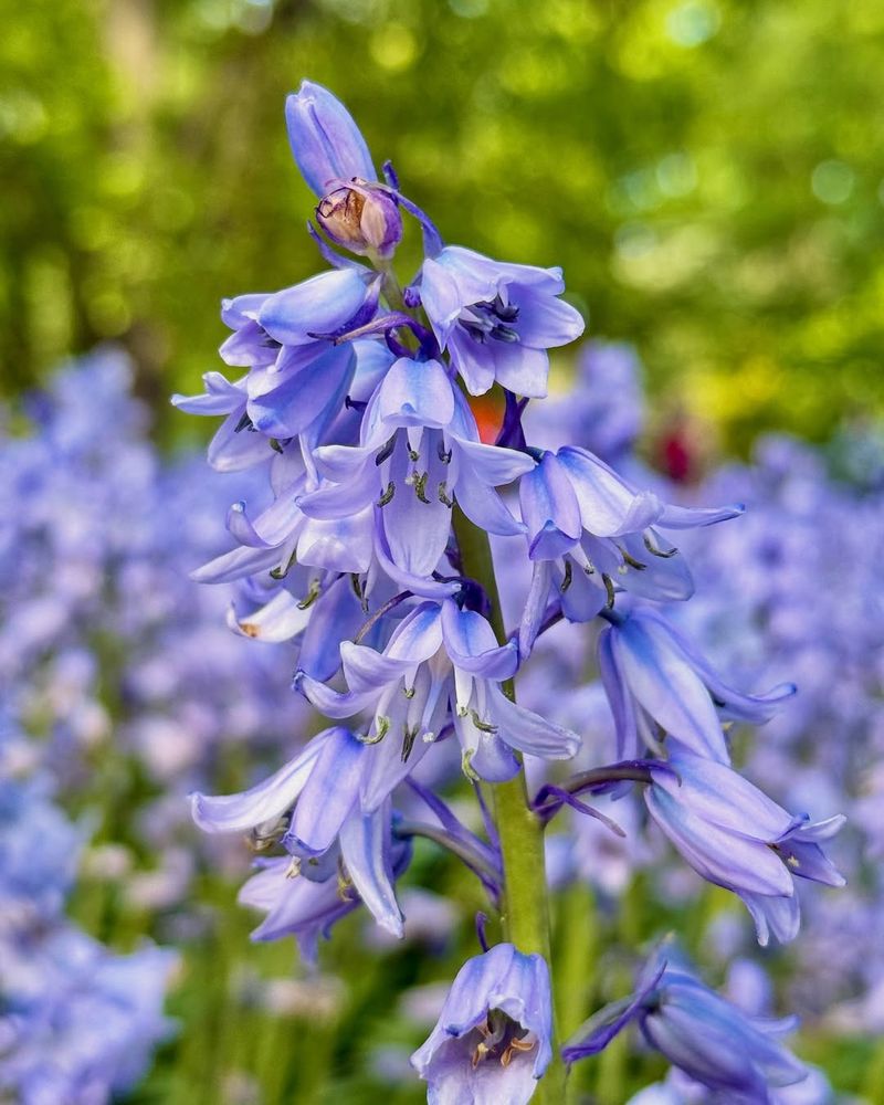 Blue Bells Bringing Cheer To Every Corner