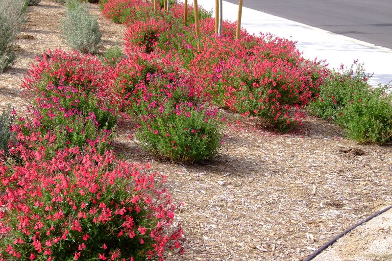Autumn Sage Adds Color From Spring To Fall