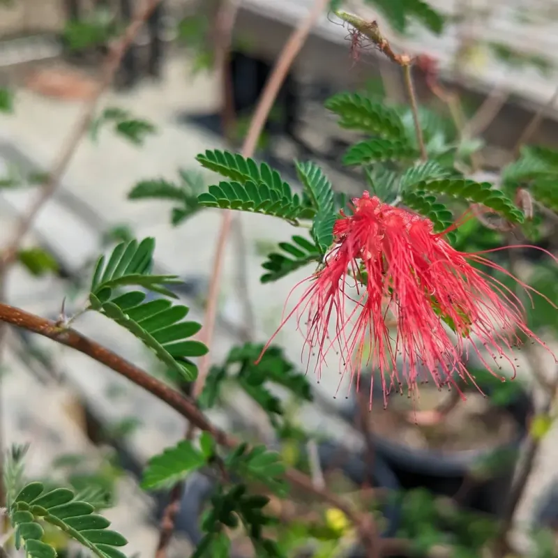 Baja Fairy Duster Handles Dry Conditions Easily And Blooms Reliably