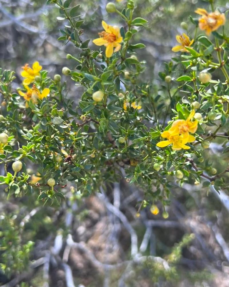 Creosote Bush Thrives In Extreme Desert Conditions