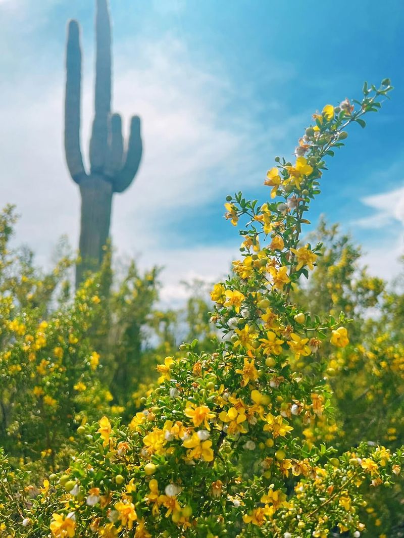 Creosote Bush Dominating Arid Landscapes