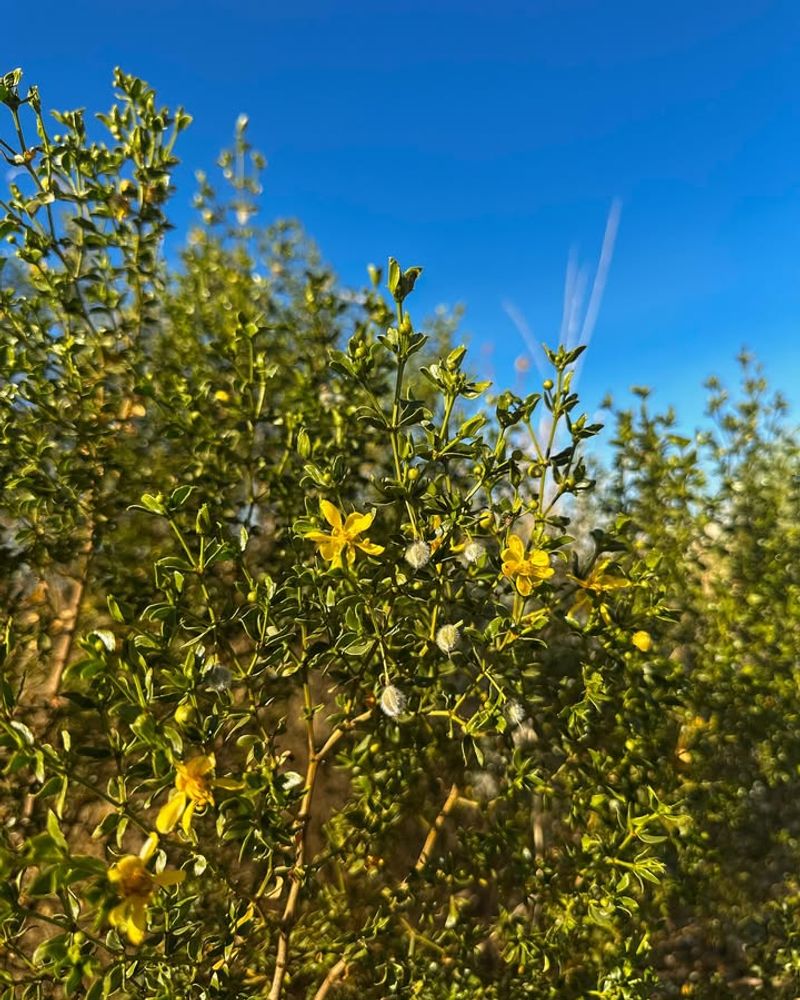 Creosote Bush With Classic Desert Scent