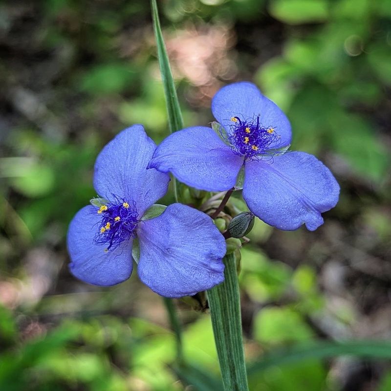 Ohio Spiderwort Showing Off Vibrant Blue Petals