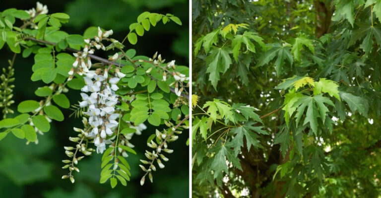 black locust and silver maple