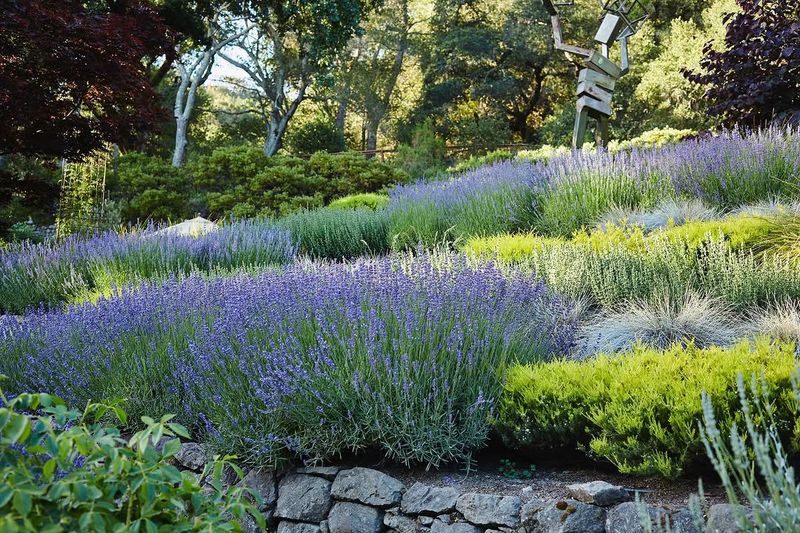 Less Water, Less Fuss, More Flowers