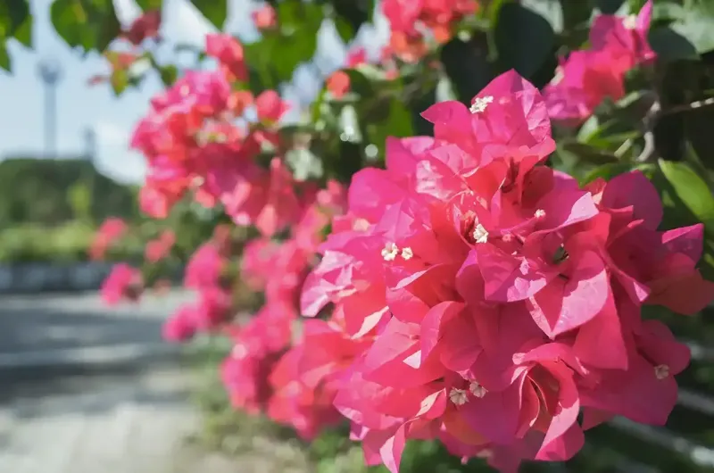 How Texas Climate Affects Bougainvillea Blooming?