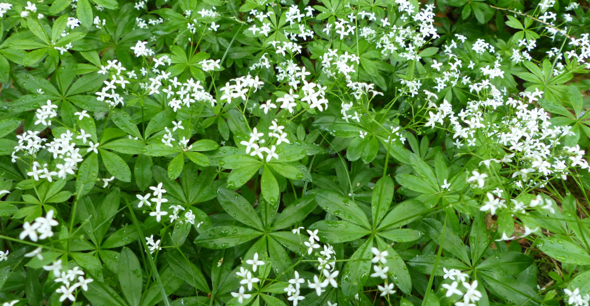 sweet woodruf