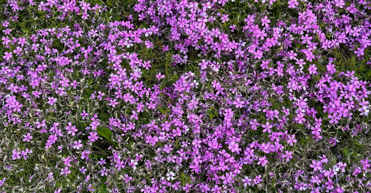 pink creeping phlox