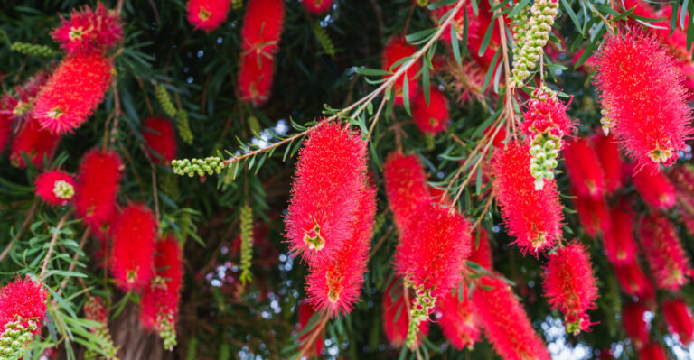 bottlebrush