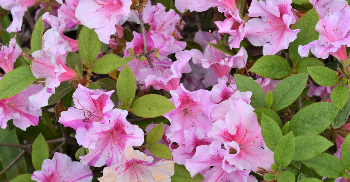 plant (featured image)