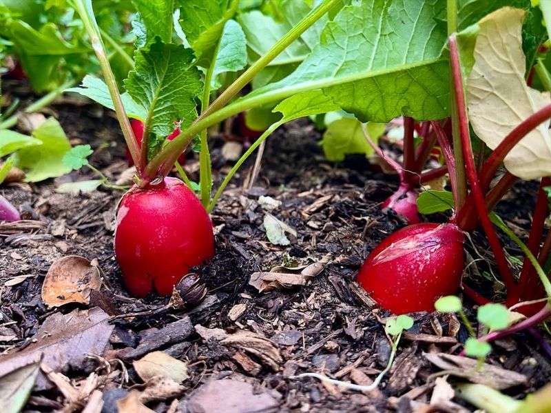 Radishes