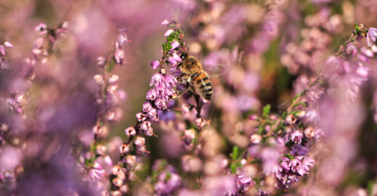 bee on a heather flower
