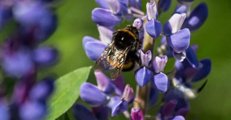 bumblebee on lupine