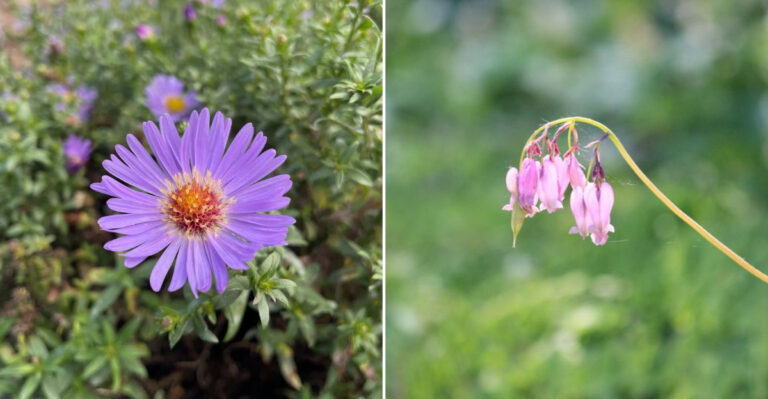 The 10 Oregon Native Plants That Attract Bees, Butterflies, And Hummingbirds