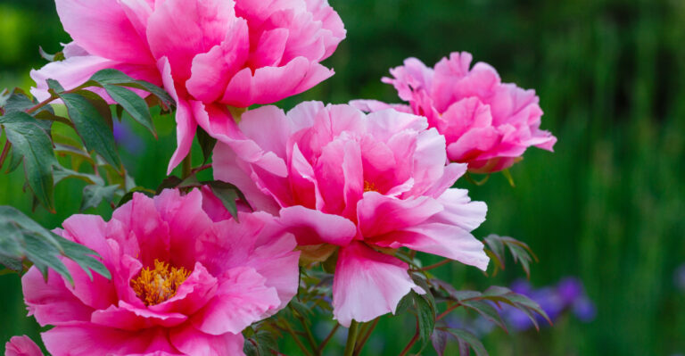 tree peony