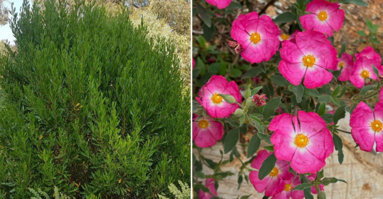 The 10 Privacy Plants That Thrive In California Heat And Dry Summers