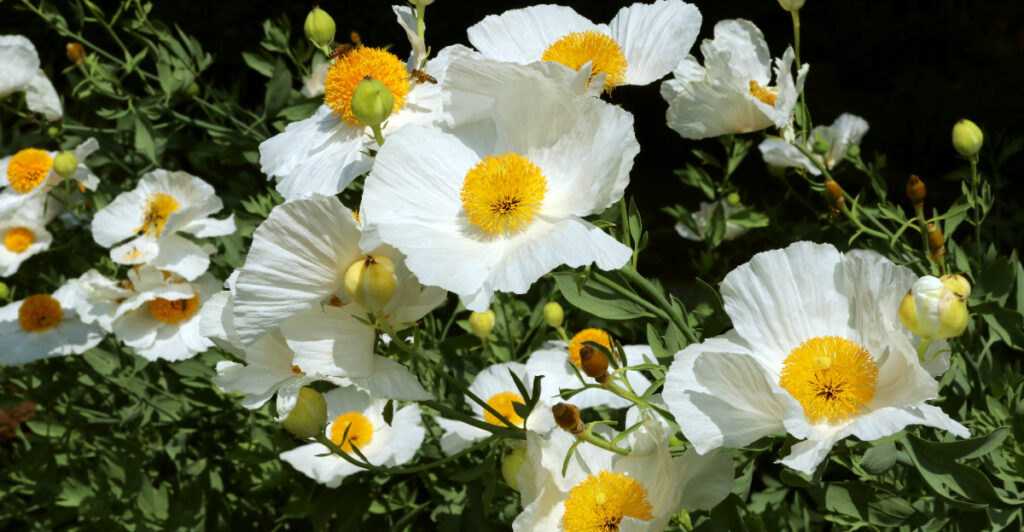 The 11 Brightest Flowers That Thrive In Sunny California Gardens