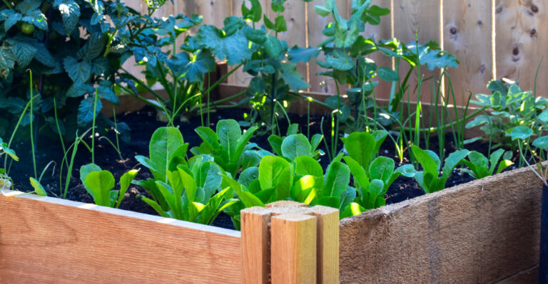 raised bed veggies