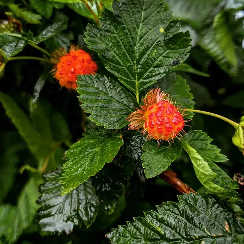 Salmonberry (Rubus spectabilis)
