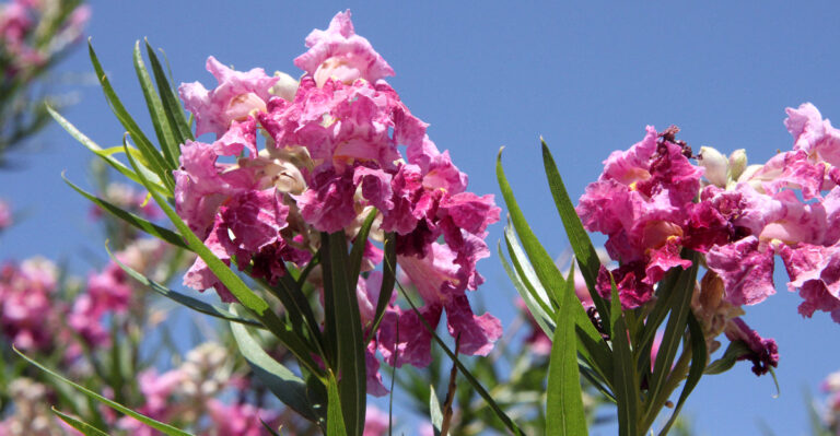 plant (featured image)