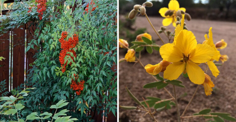 The 4 Most Overplanted Arizona Shrubs (And Better Low-Maintenance Swaps)