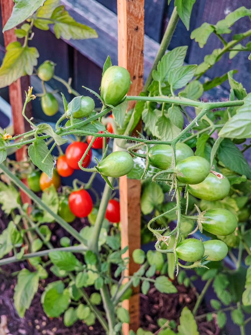 Basil Helps Improve Tomato Growth And May Deter Some Garden Pests