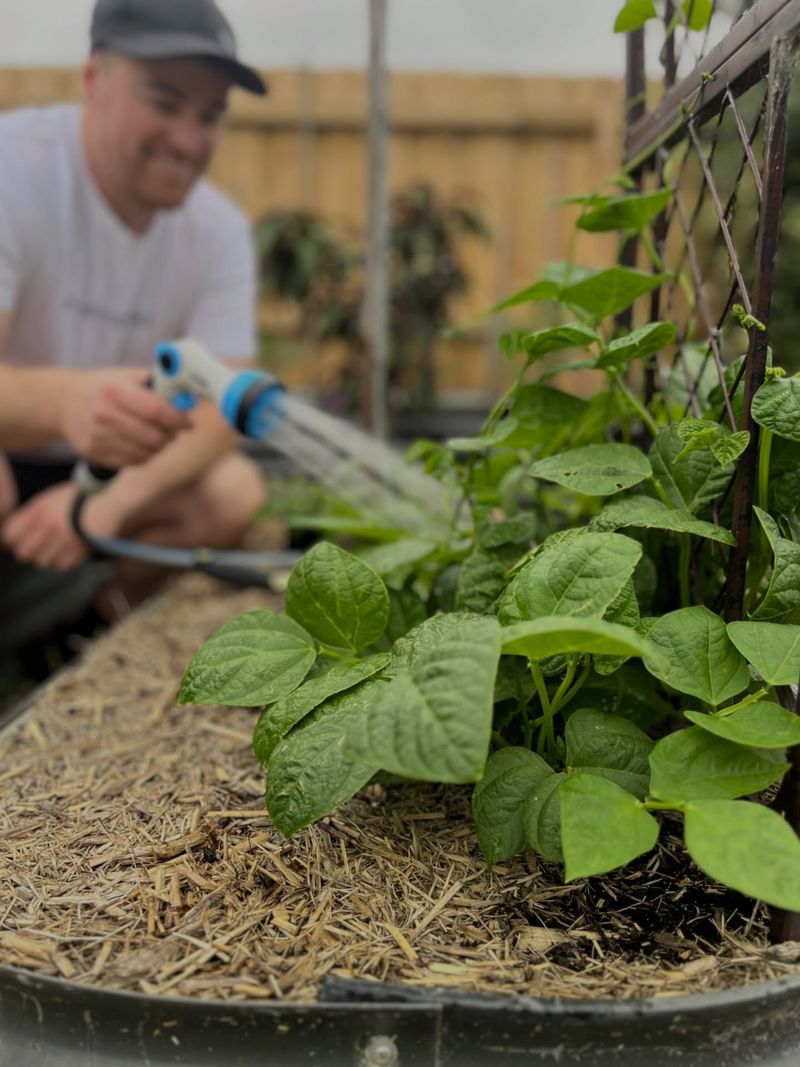 Planting Seedlings During The Hottest Part Of The Day