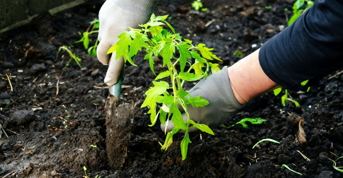 gardener transplants a vegetable seedling