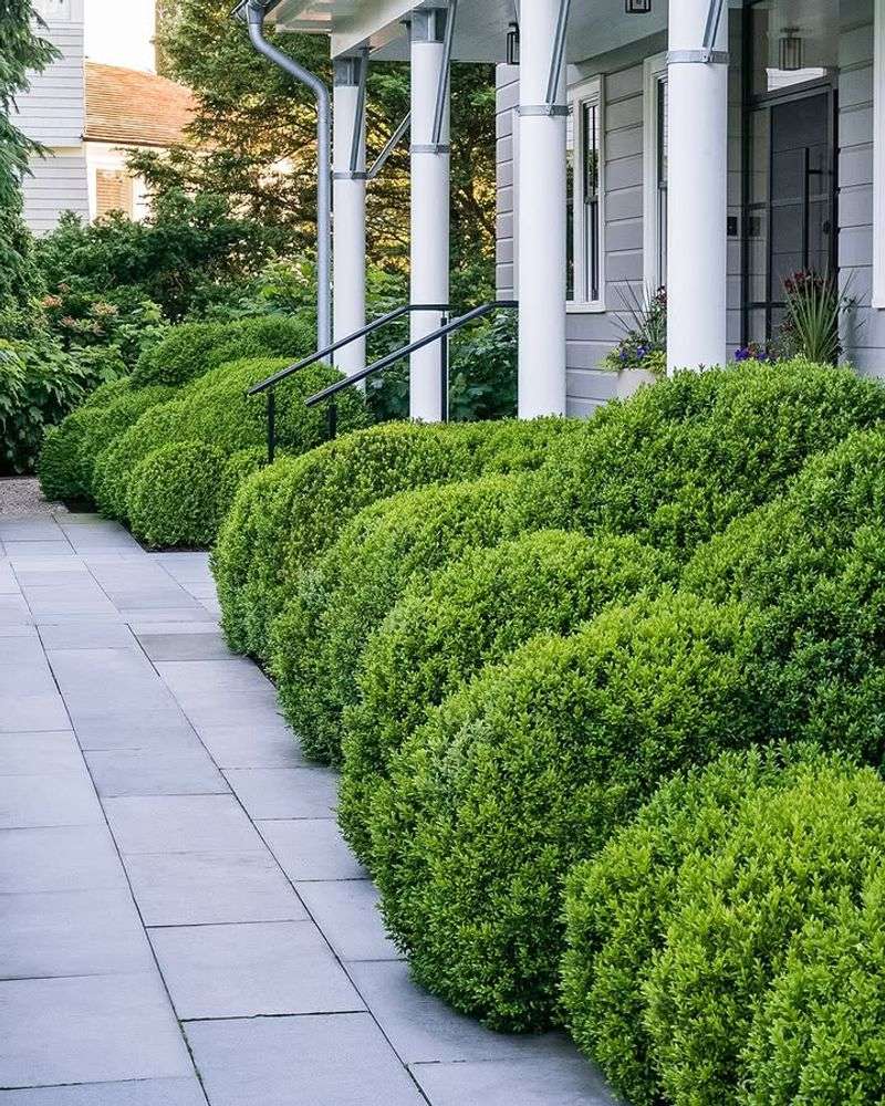Boxwood Is Overused And Needs Constant Upkeep To Stay Healthy