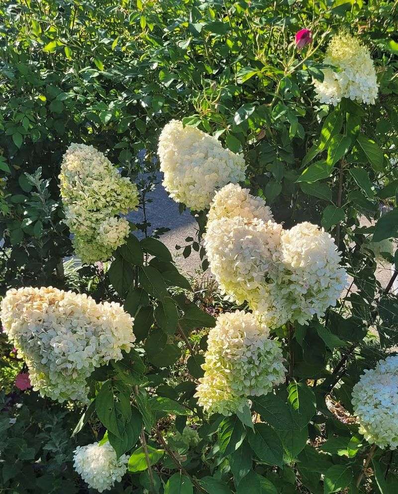 Panicle Hydrangea