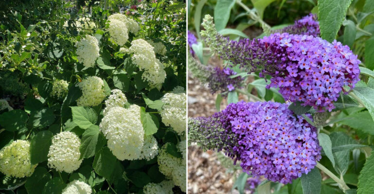 butterfly bush and hydrangea