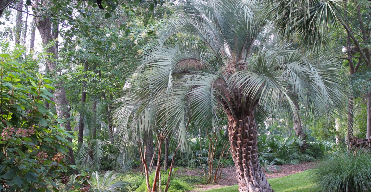 pindo palm