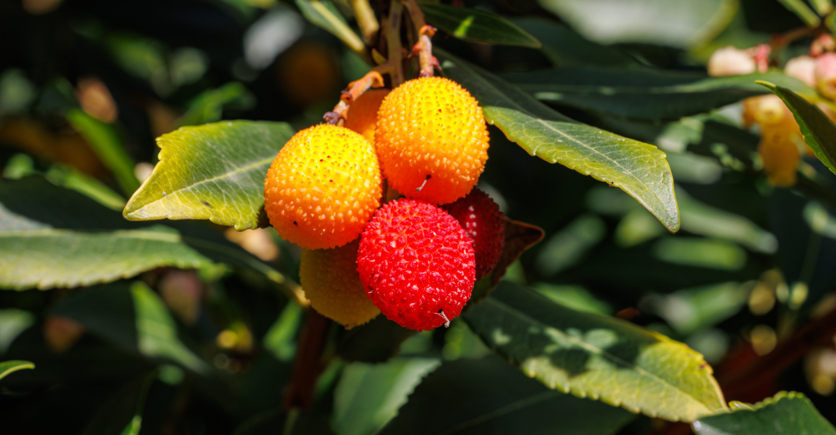 strawberry tree
