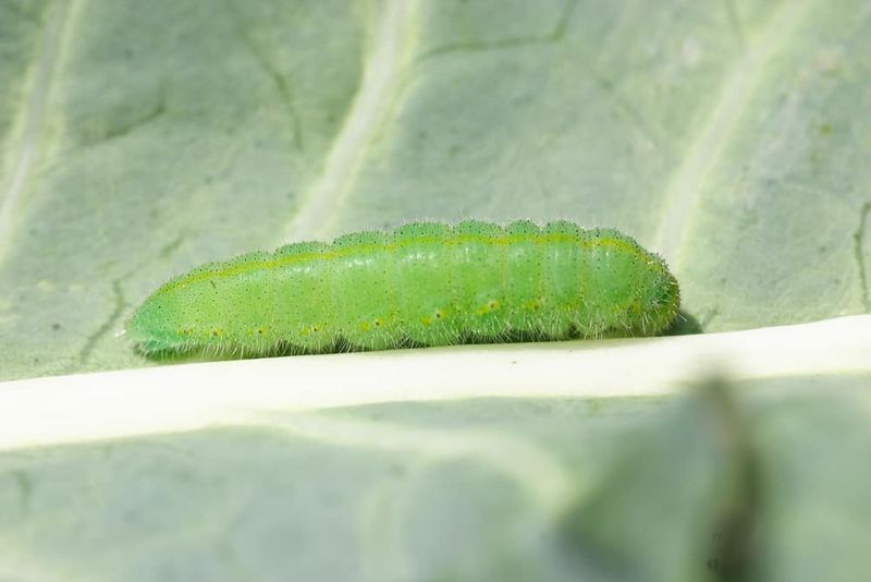 Cabbage Worm (Imported Cabbageworm)