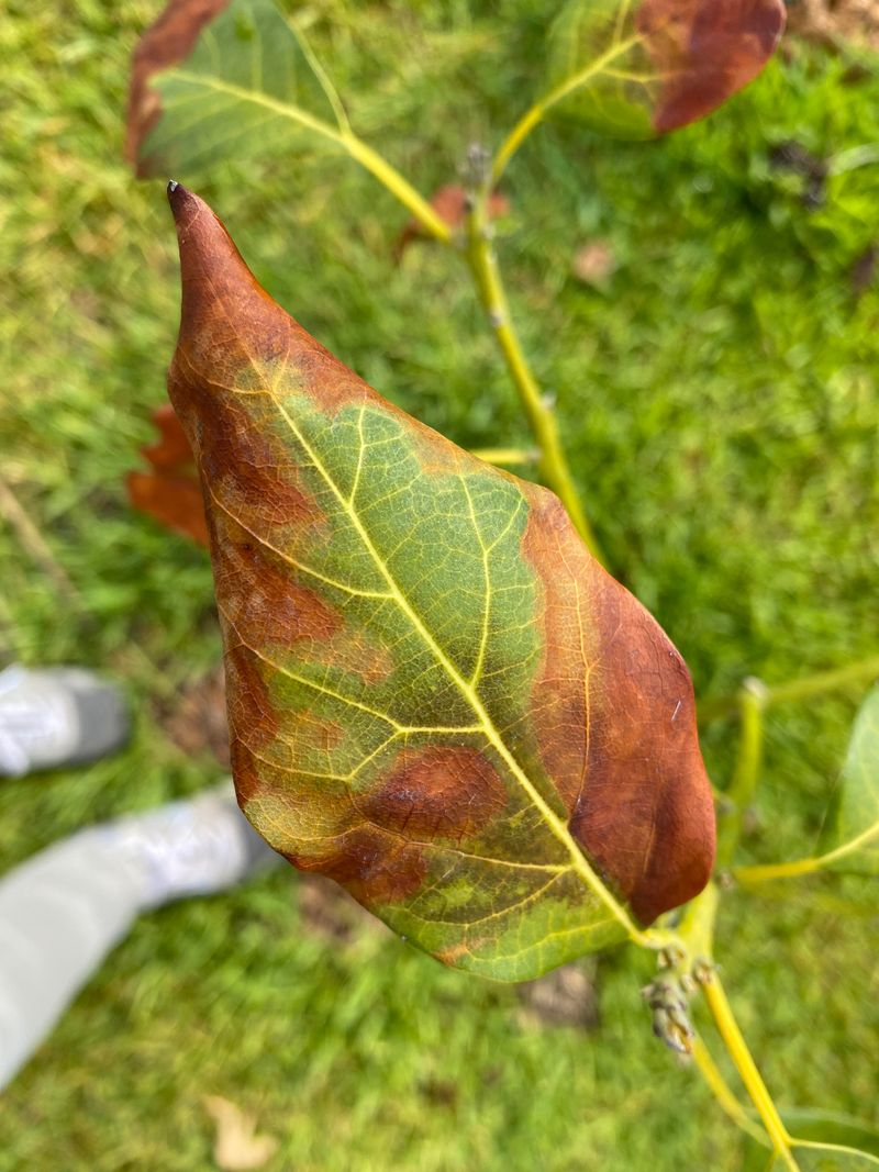 Planting In The Wrong Spot