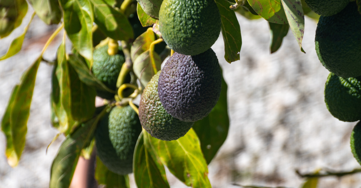 avocado tree