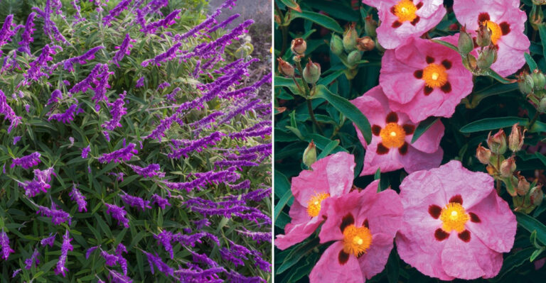 salvia and rockrose