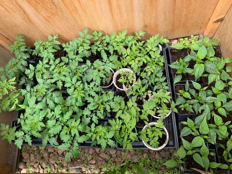 Planting Warm Season Vegetables Too Early