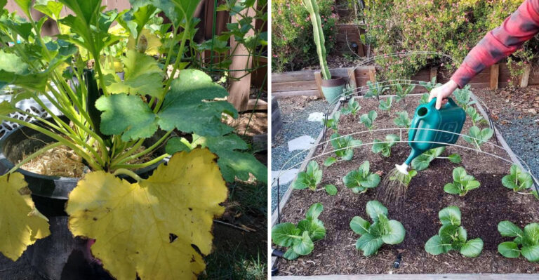 The 7 Gardening Mistakes Georgia Gardeners Should Watch For In March