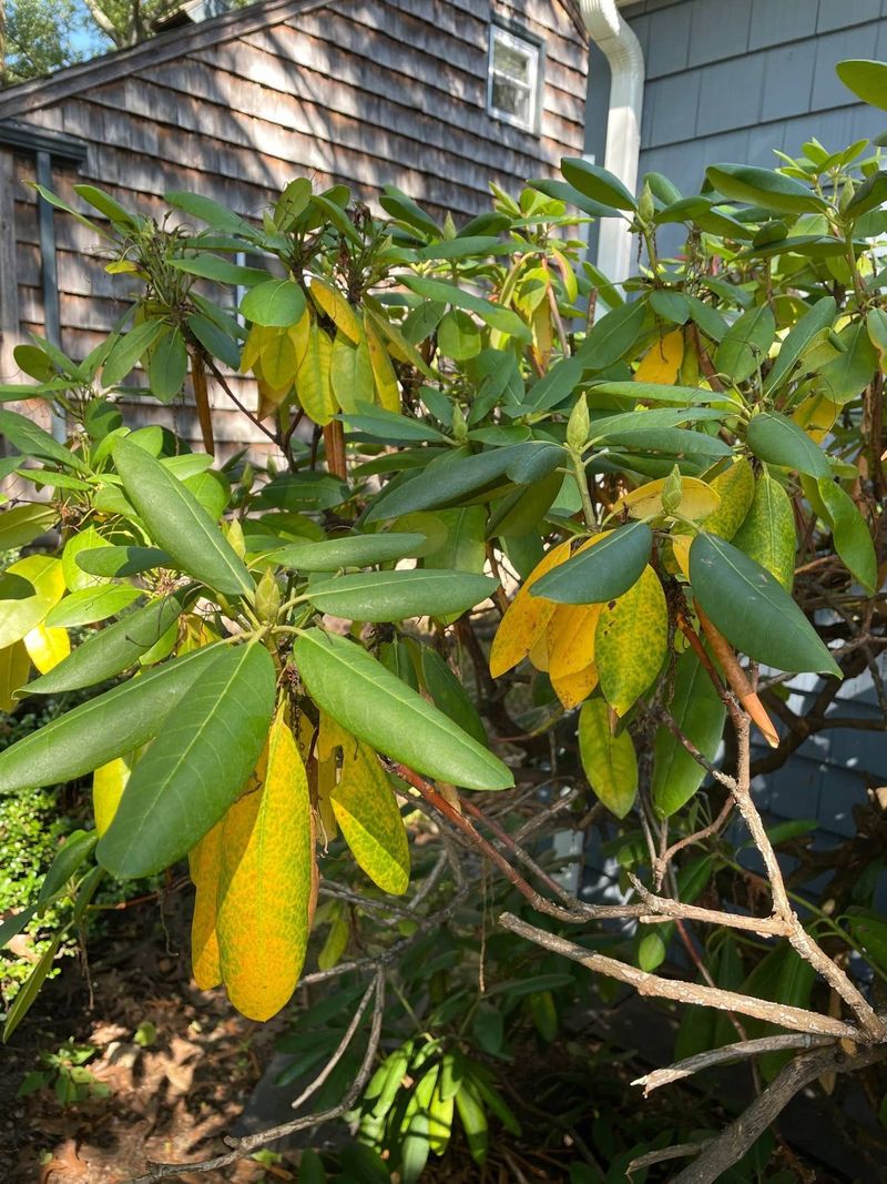Planting In Full Sun