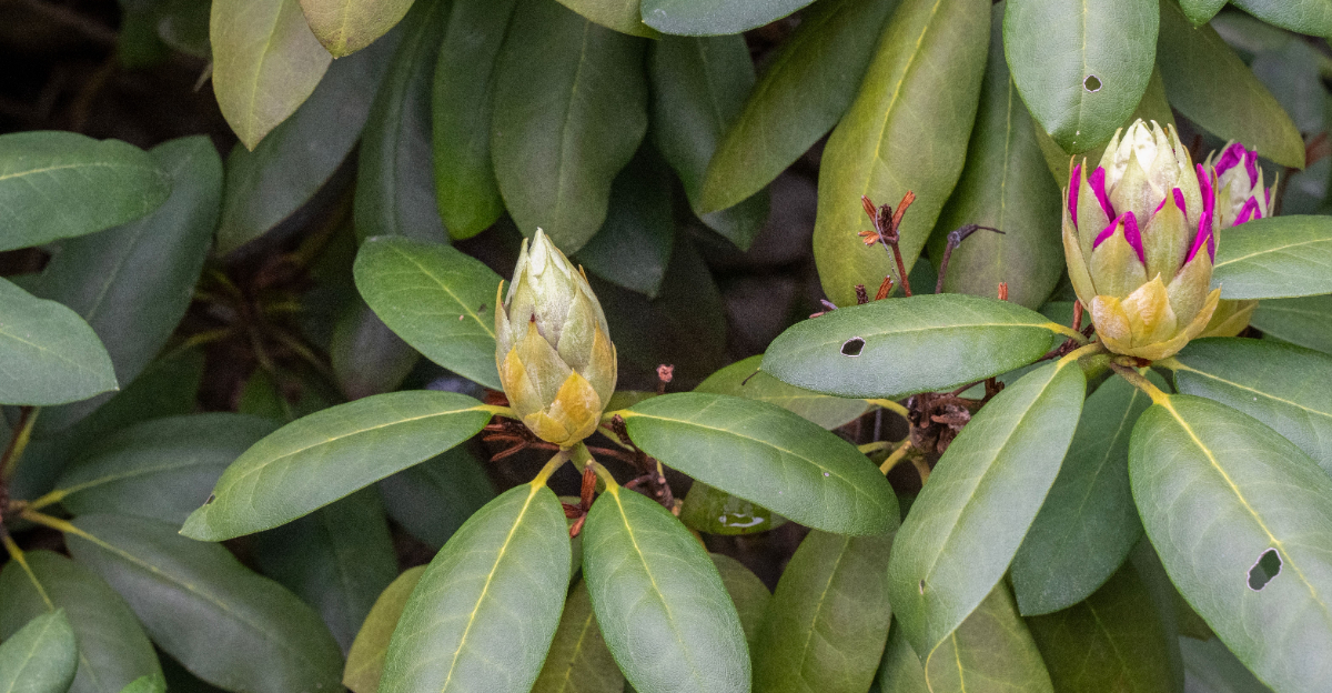 rhododendron