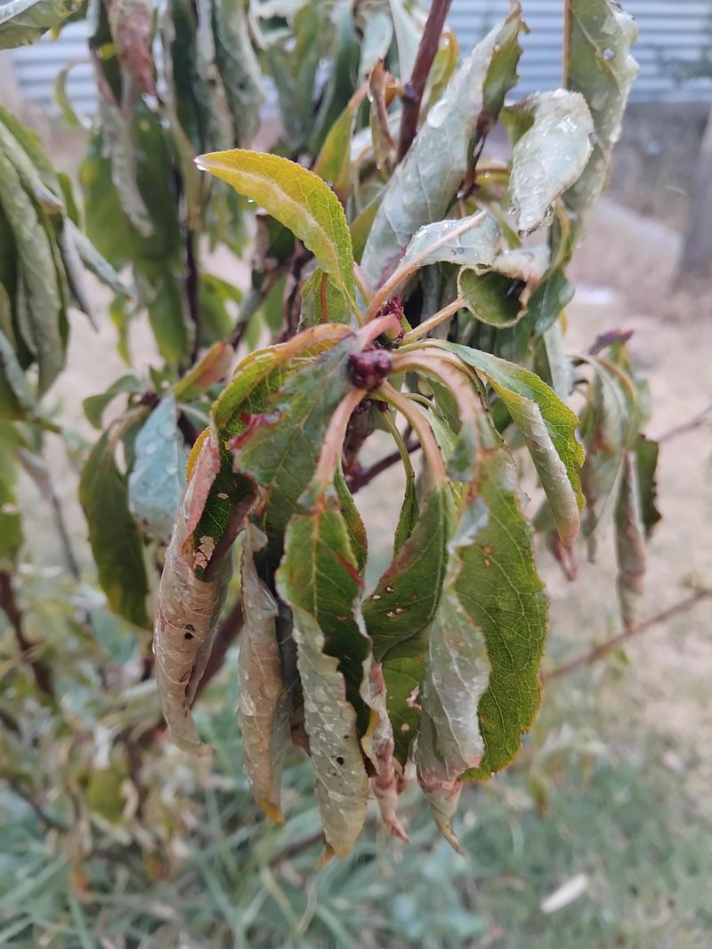 Watering Too Much Too Early