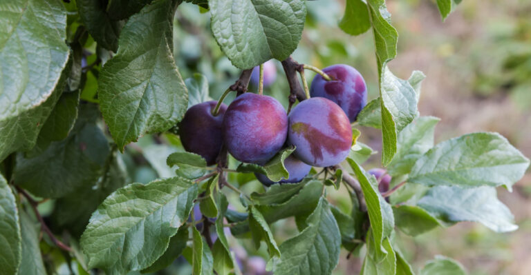 plum tree (featured image)