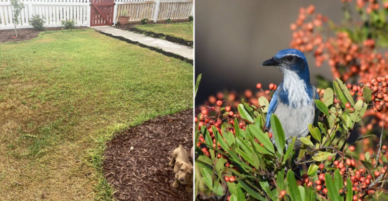 no birds in yard problems