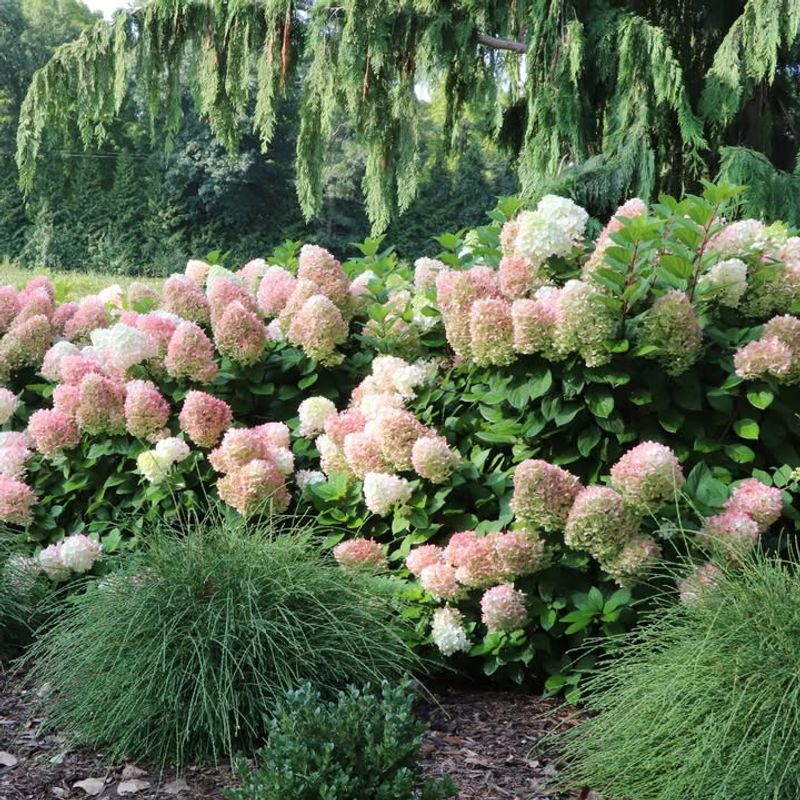 Panicle Hydrangea With Towering Blooms