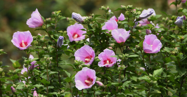 The 7 Shrubs Oregon Gardeners Should Cut Back Before Spring