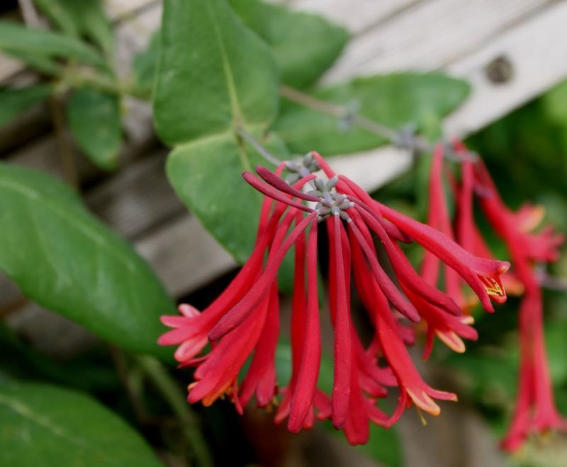 Chuparosa Fills Out Quickly After A Light Seasonal Trim