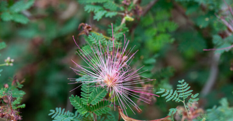 plant (featured image)