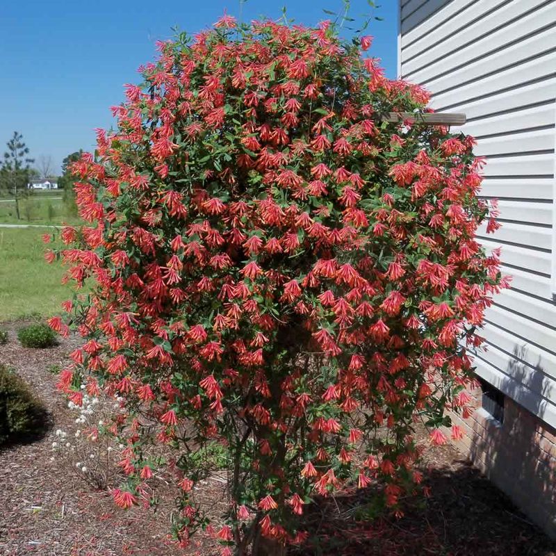 Coral Honeysuckle Brings Color Without The Fuss