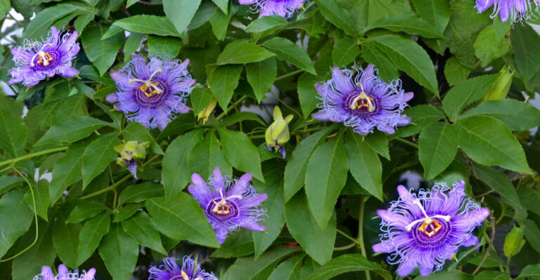 passionflower vine